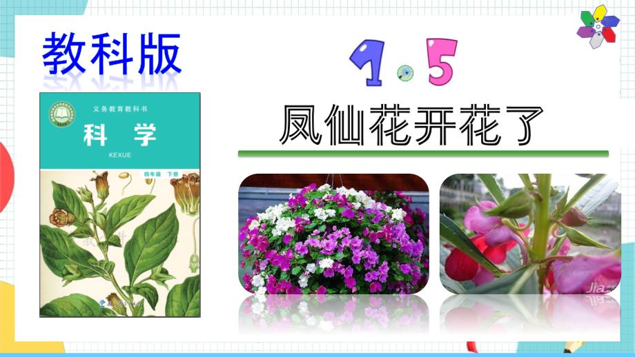 教科版科学四年级下册1.5《凤仙花开花了》课件_第1页