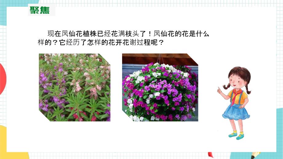 教科版科学四年级下册1.5《凤仙花开花了》课件_第3页