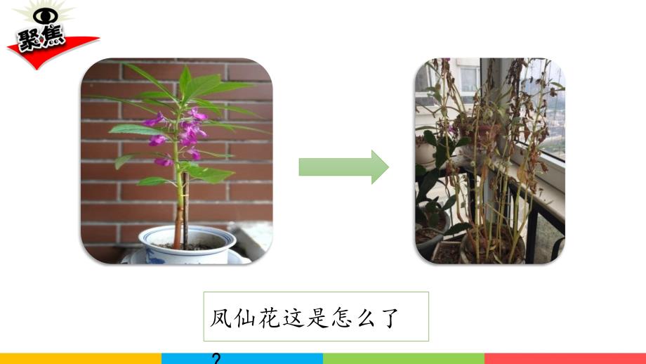 教科版四年级科学下册《1.8凤仙花的一生》课件_第3页