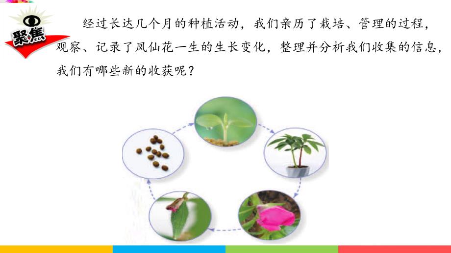 教科版四年级科学下册《1.8凤仙花的一生》课件_第4页