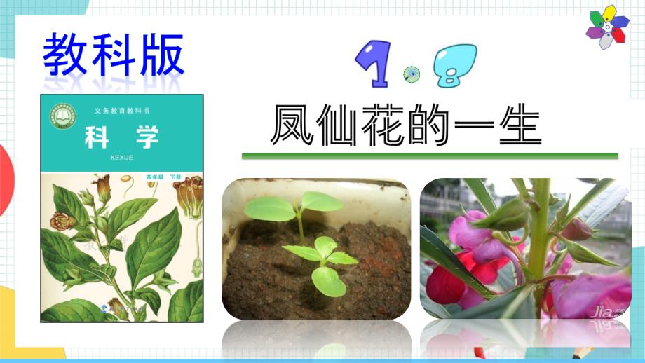 教科版科学四年级下册1.8《凤仙花的一生》课件_第1页