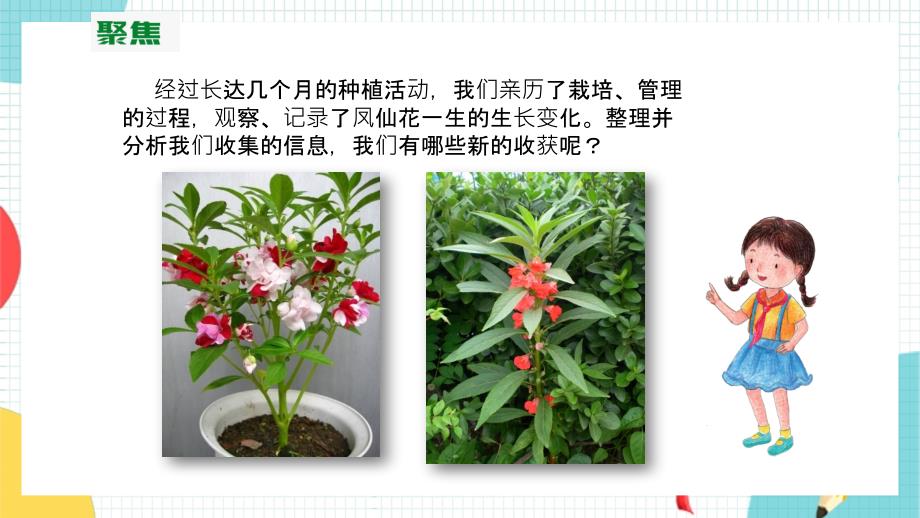 教科版科学四年级下册1.8《凤仙花的一生》课件_第3页