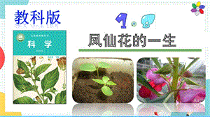 教科版科学四年级下册1.8《凤仙花的一生》课件