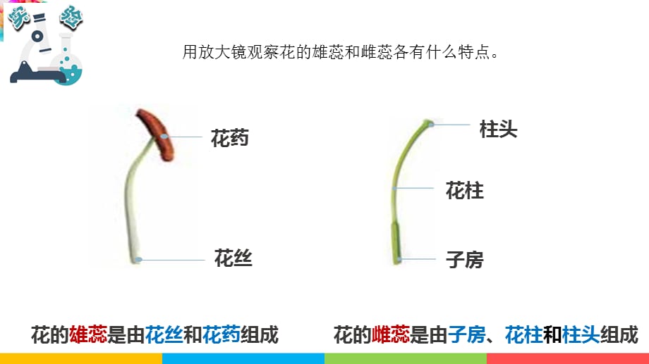 教科版四年级科学下册《1.5凤仙花开花了》课件_第5页