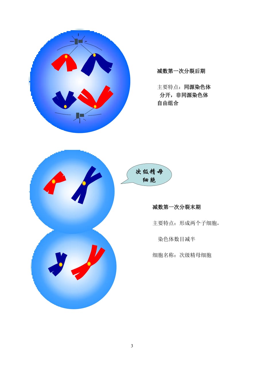 高三生物 复习精品课件及资料2007年生物减数分裂和受精作用教案 人教版必修2_第3页