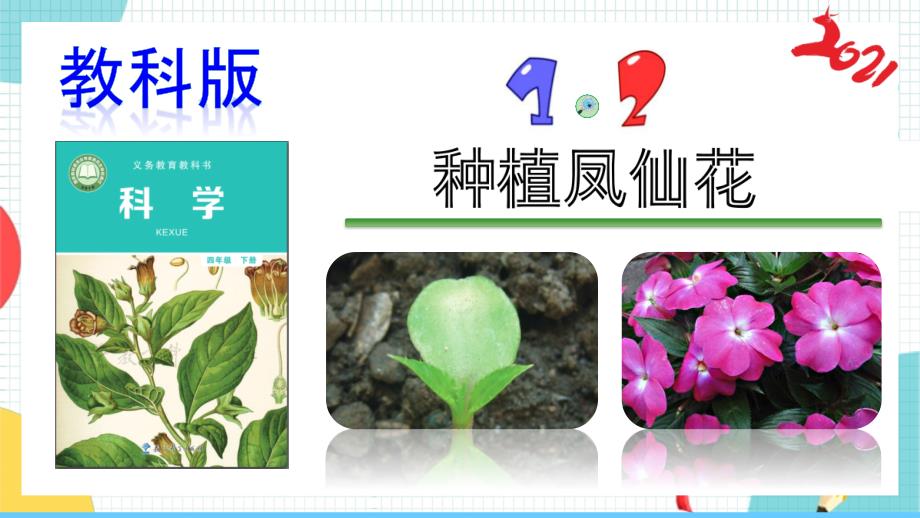 教科版科学四年级下册 1.2《种植凤仙花》课件【_第1页