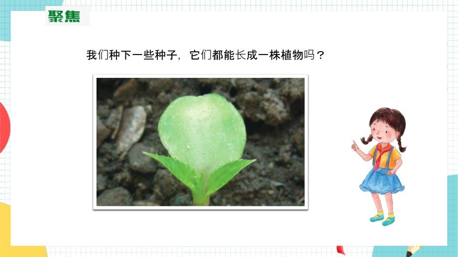 教科版科学四年级下册 1.2《种植凤仙花》课件【_第3页