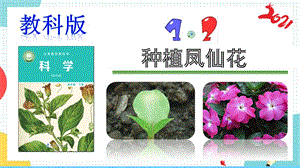 教科版科学四年级下册 1.2《种植凤仙花》课件【