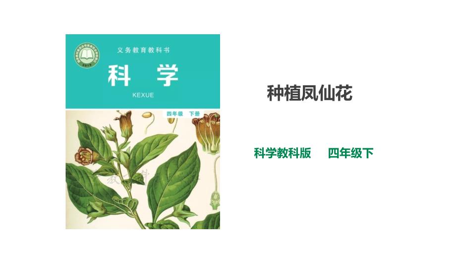 教科版科学四年级下册 1.2《种植凤仙花》课件_第1页