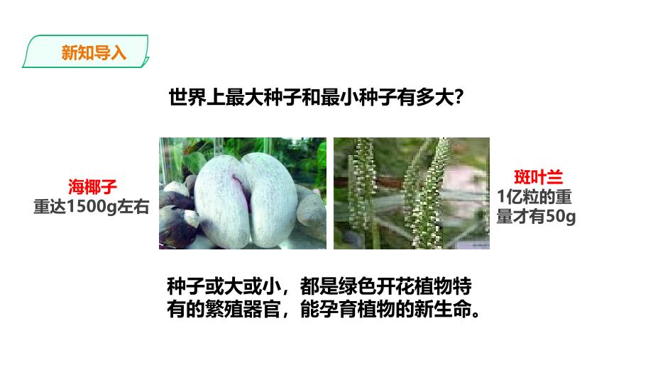 教科版科学四年级下册 1.2《种植凤仙花》课件_第2页