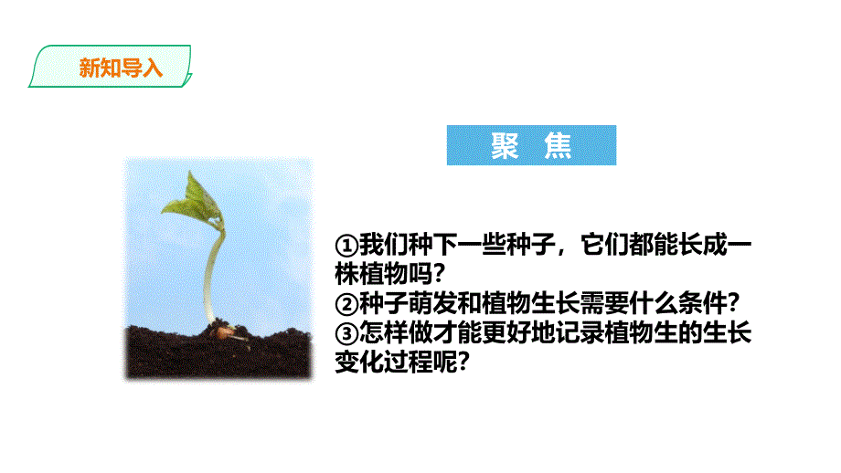 教科版科学四年级下册 1.2《种植凤仙花》课件_第3页