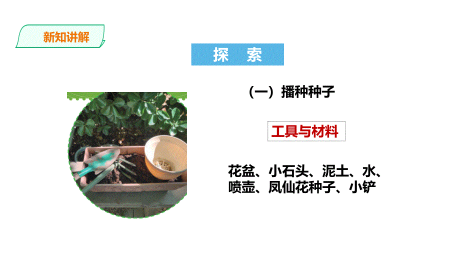 教科版科学四年级下册 1.2《种植凤仙花》课件_第4页