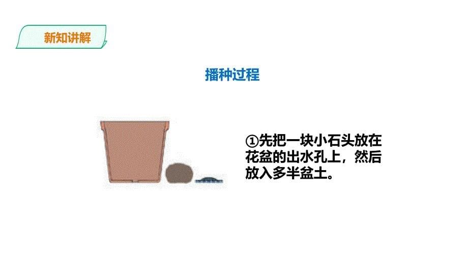 教科版科学四年级下册 1.2《种植凤仙花》课件_第5页