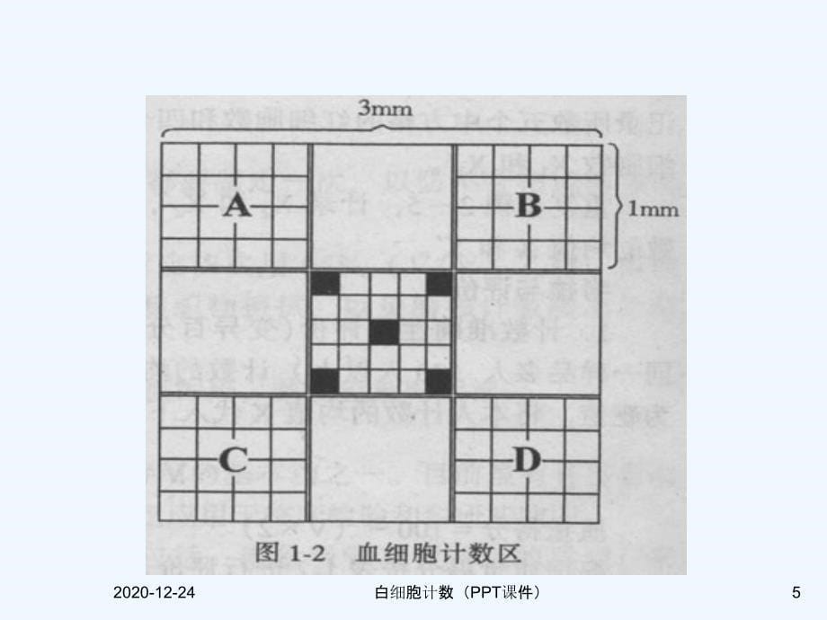 白细胞计数（PPT课件）_第5页