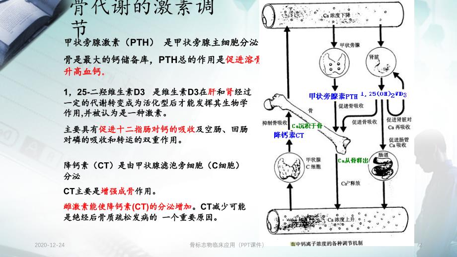 骨标志物临床应用（PPT课件）_第2页