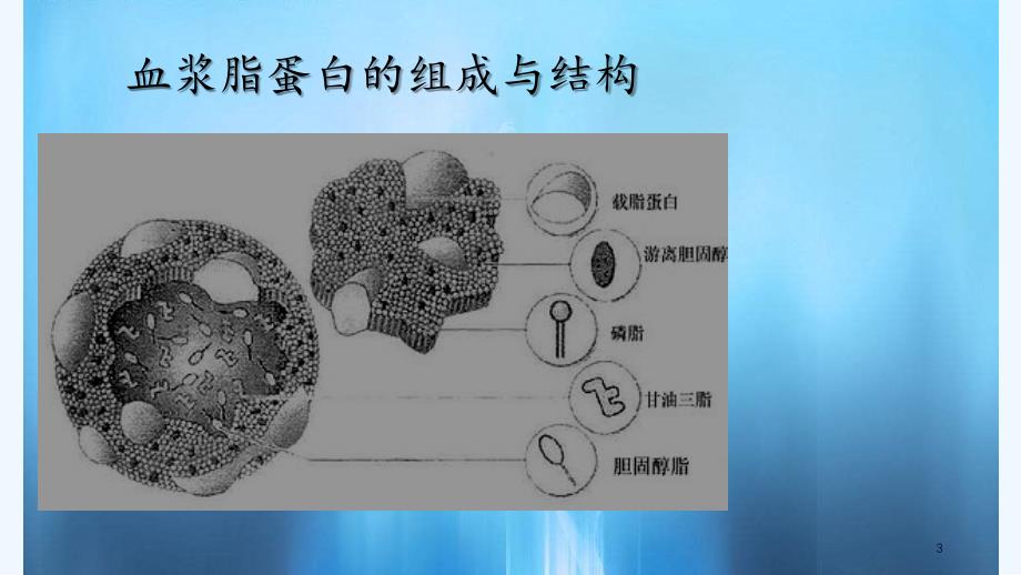 血脂检测方法及临床意义（PPT课件）_第3页