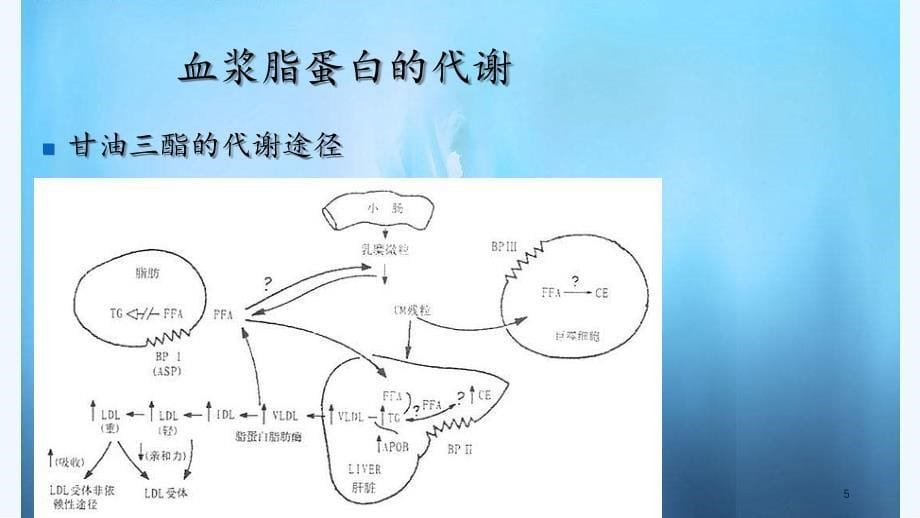 血脂检测方法及临床意义（PPT课件）_第5页