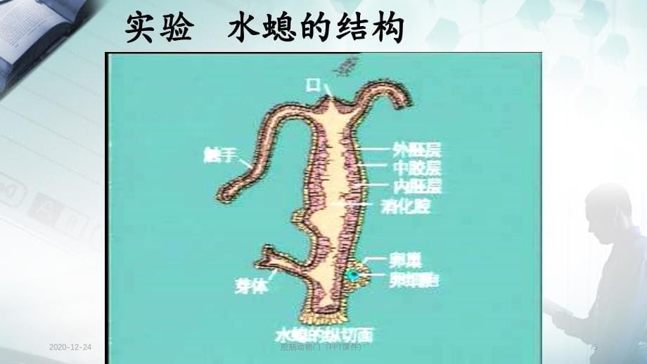 腔肠动物门（PPT课件）_第5页