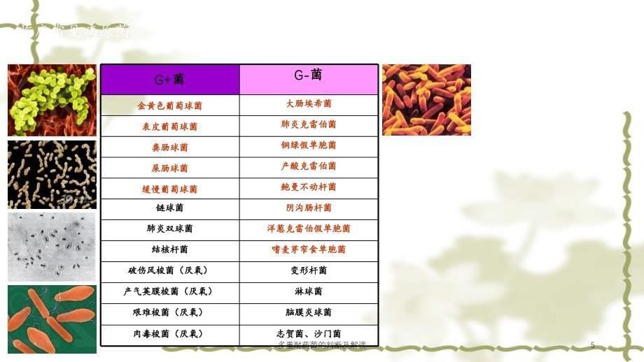 多重耐药菌的判断及解读（实用课件）_第5页