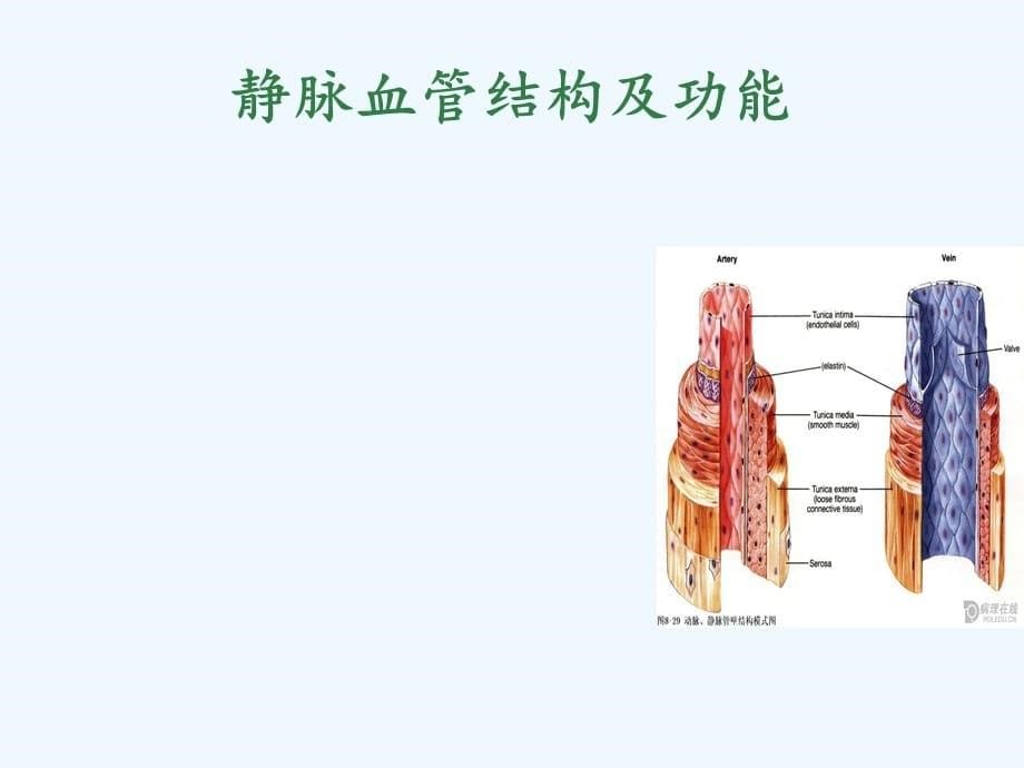 留置针引起静脉炎的预防及处理（实用干货）_第5页