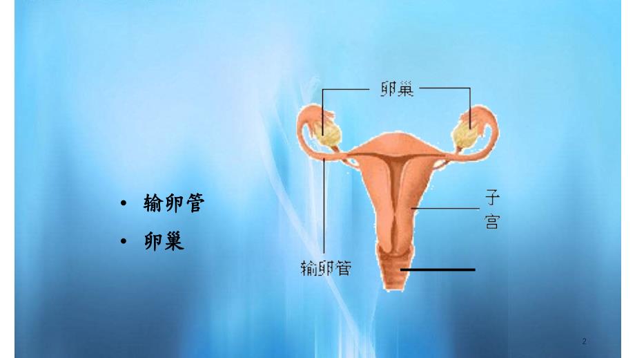 子宫及附件解剖及生理课件_第2页