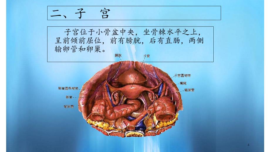 子宫及附件解剖及生理课件_第4页