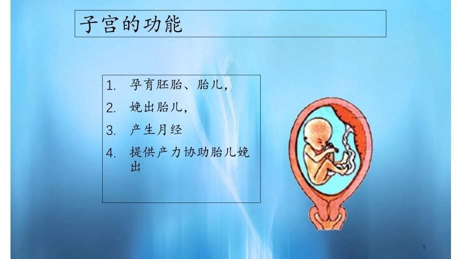 子宫及附件解剖及生理课件_第5页