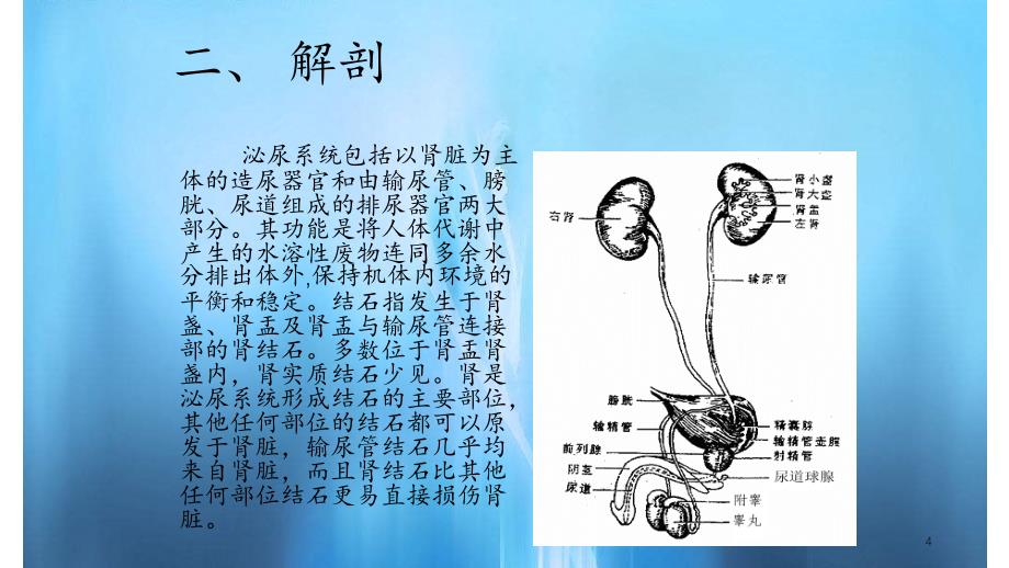 经皮肾镜手术解_第4页