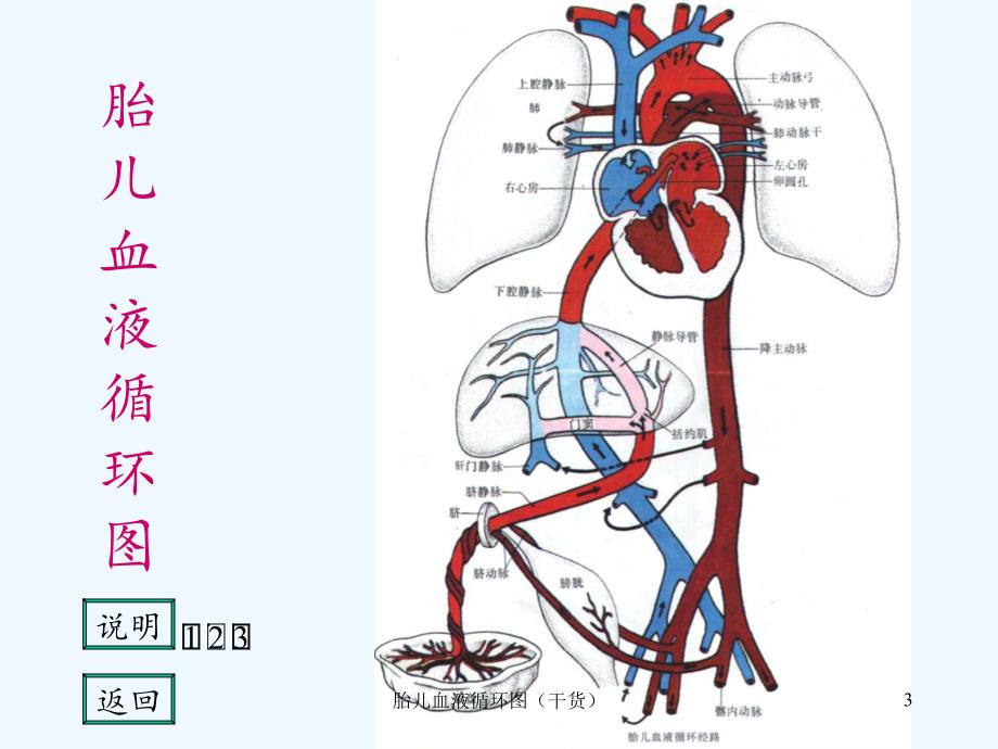 胎儿血液循环图（干货）_第3页