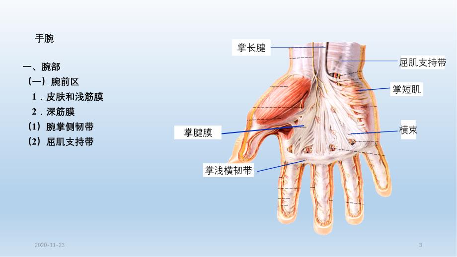 手部解剖（实用课件）_第3页