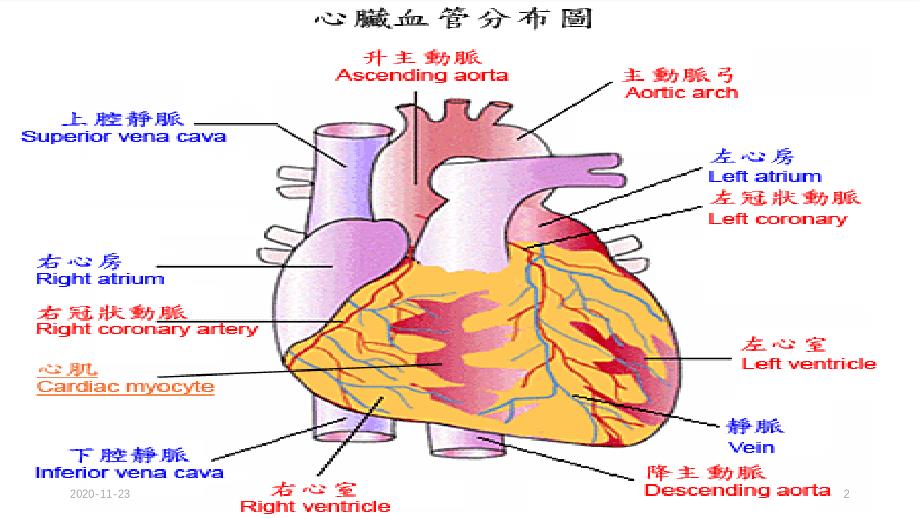 急性心梗患者介入术后护理（实用课件）_第2页