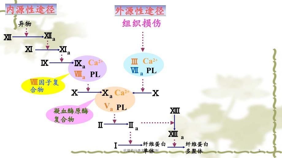 抗凝药分类及作用机制（实用课件）_第5页