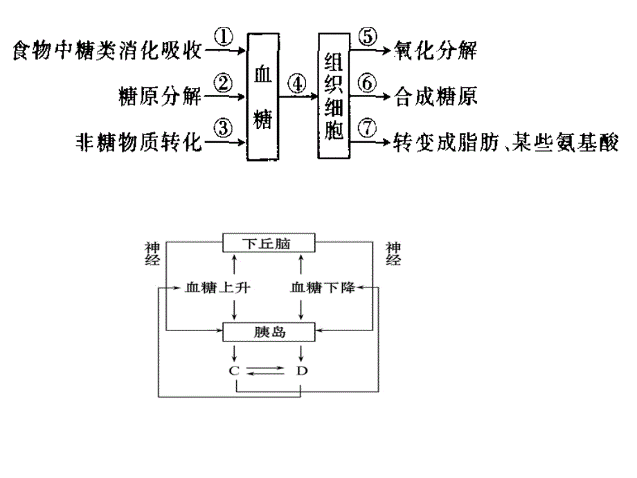 通过激素的调节&amp#183;神经调节与体液调节的关系_第4页