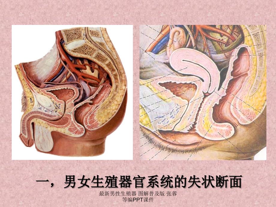 最新男性生殖器 图解普及版 张蓉等编PPT课件_第3页