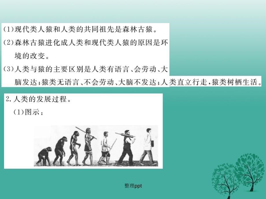 七年级生物下册 第一章 人的由来小结与复习 新人教版_第5页