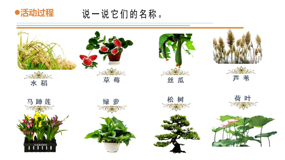 2021五四制新青岛版一年级科学下册11.《我们周围的植物》课件_第5页