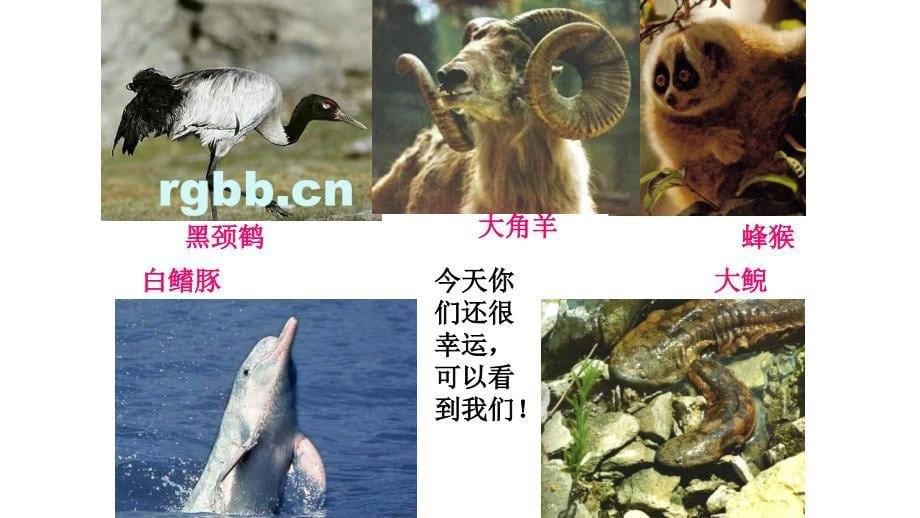 人教八上生物6.3保护生物的多样性 课件（38张ppt）_第5页