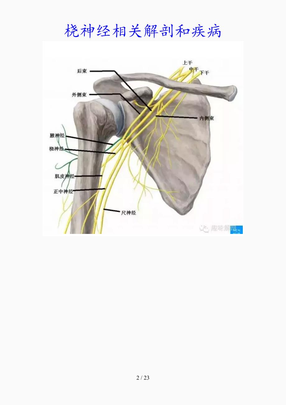 最新桡神经相关解剖和疾病（精品课件）_第2页