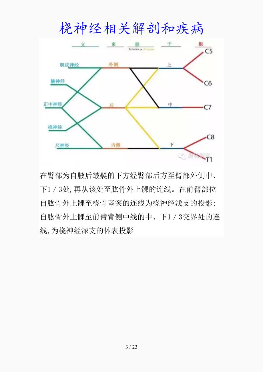 最新桡神经相关解剖和疾病（精品课件）_第3页