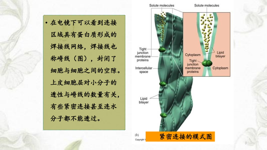 5细胞与社会的联系（精品收藏）_第3页