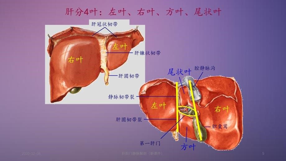 肝胆门静脉解剖（精品收藏）_第5页