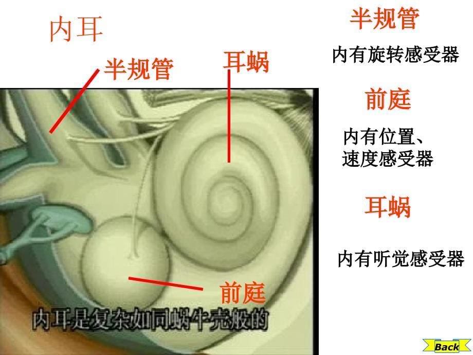 耳和听觉教学_第5页