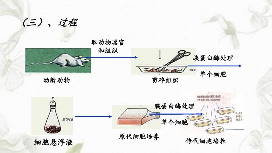 动物细胞工程ppt（精品收藏）_第5页