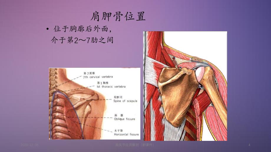 肩关节应用解剖（精品收藏）_第4页