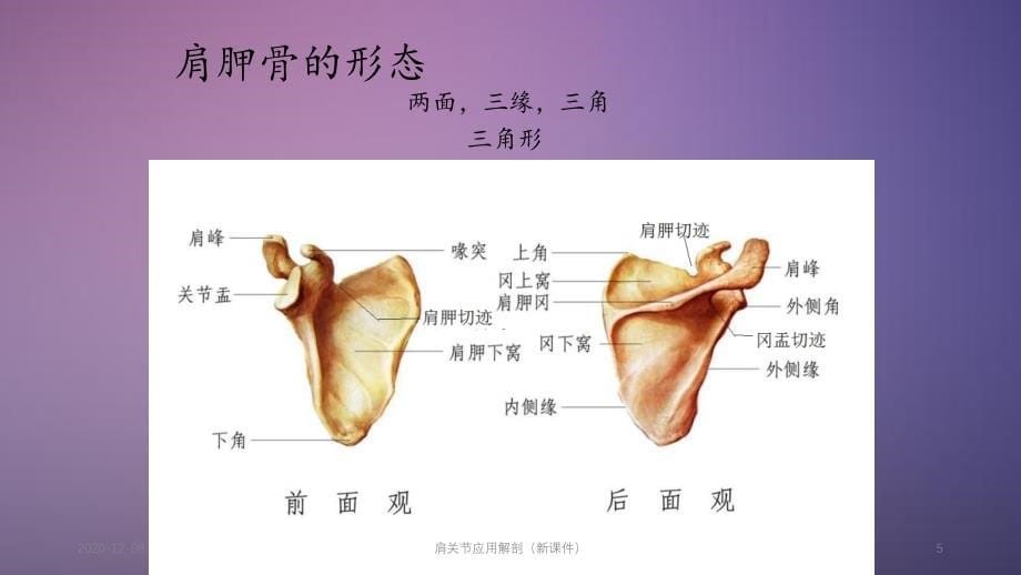 肩关节应用解剖（精品收藏）_第5页