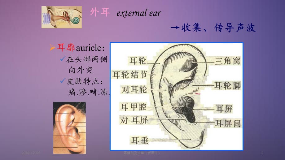 耳解剖及生理（精品收藏）_第3页