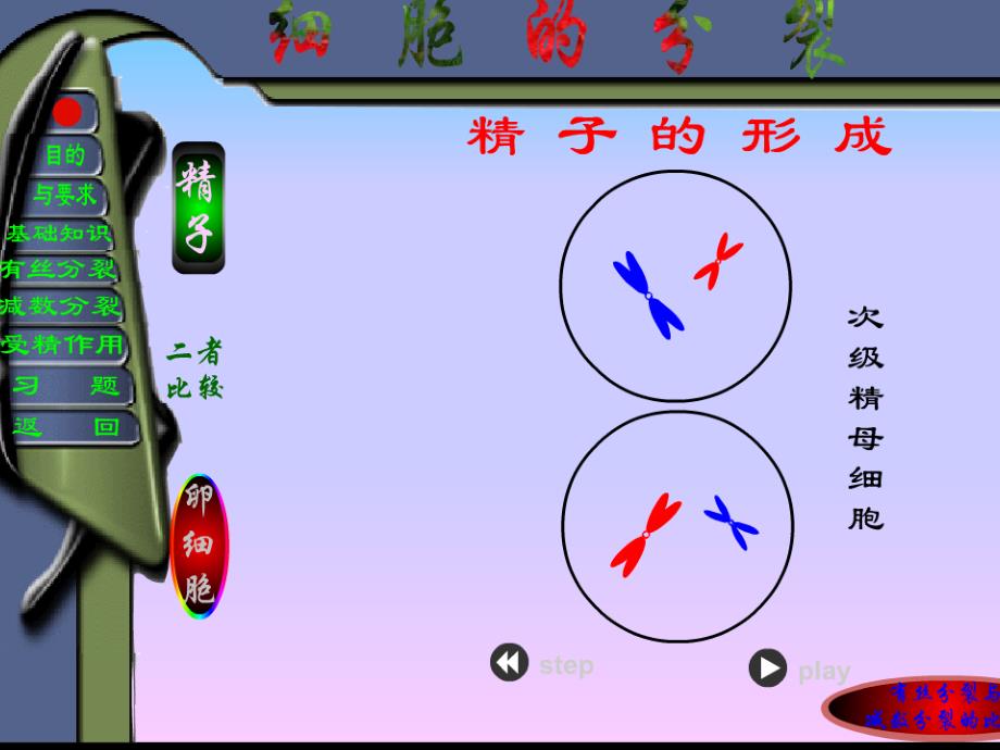 减数分裂模型建构PPT课件012_第2页