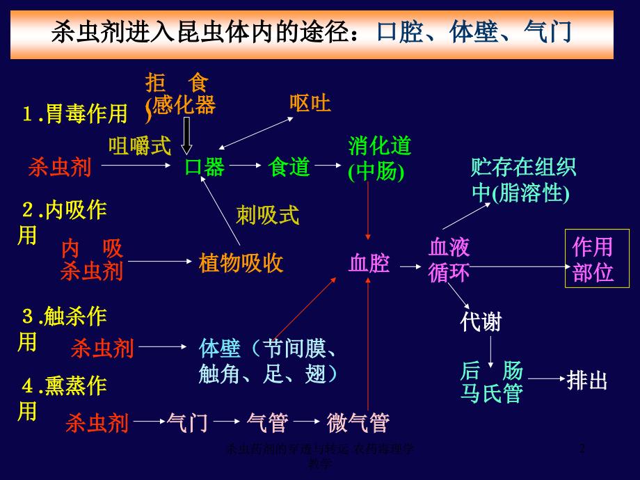 杀虫药剂的穿透与转运 农药毒理学 教学课件_第2页