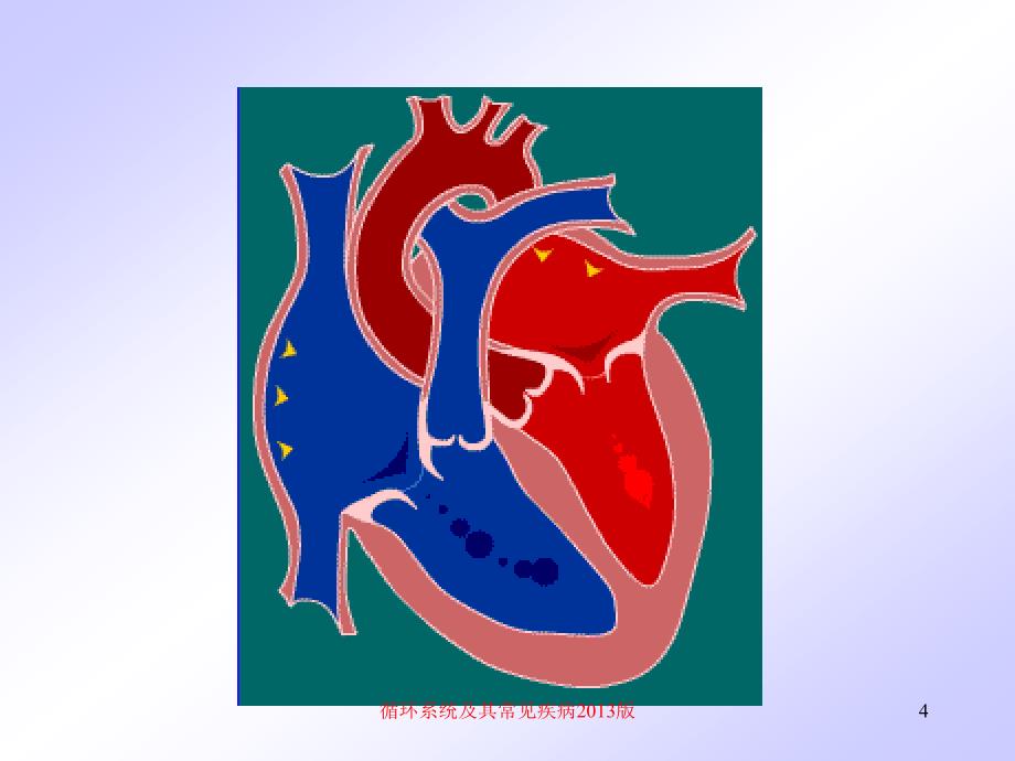 循环系统及其常见疾病2013版课件_第4页