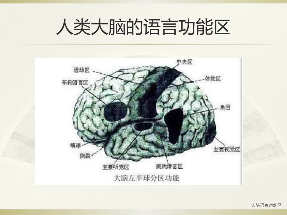 大脑语言功能区（经典实用）_第3页